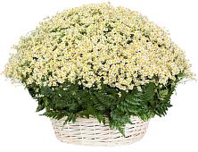 Цветочная композиция из Ромашки в корзине #REPLACE_PRED# Железнодорожный Московская область